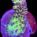 Strawberry Shortcake Acro Frag Small