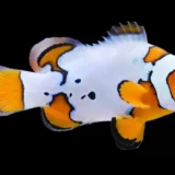 Extreme Snow onyx Clownfish