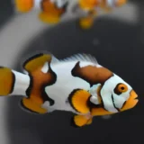 Helmet Picasso Clownfish