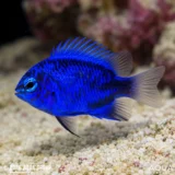 Springeri Damsel