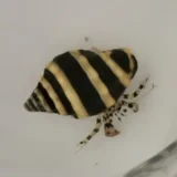 bumblebee hermit crab