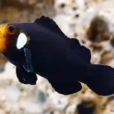 domino clownfish