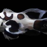 longfin black storm clownfish
