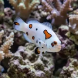 white storm clownfish