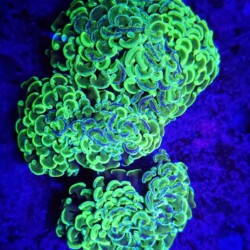 Gold Mottled Branching Hammers