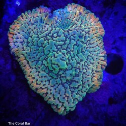 Montipora Palawanensis