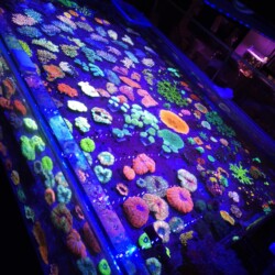 Coral Banks