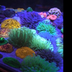 Heliofungia Plates with normal Fungias
