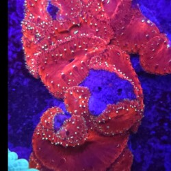 TCB Strawberry Blastomussa