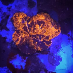 Blastomussa