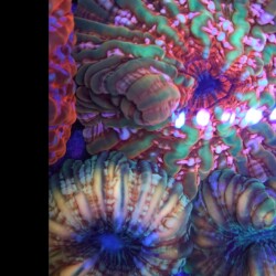 Acan