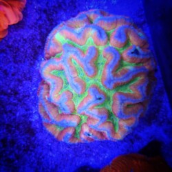 Wilsoni
