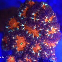 Bright Coloured Coral image