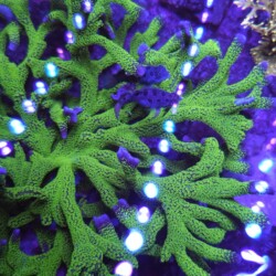 Digi forest