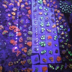 Blastomussa Central