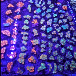 Acan Frags