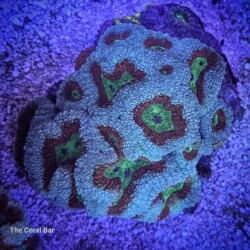 Symphyllia Wilsoni