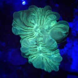 Fox Coral