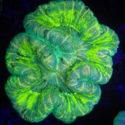 fluffy trachyphyllia