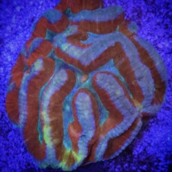 Symphyllia