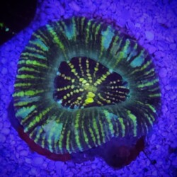 Wild Acan Maxima