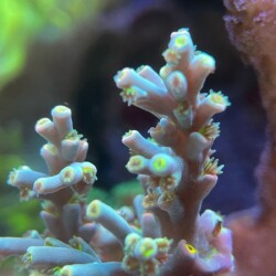 Flaming Acropora