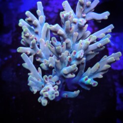 Azue Coral