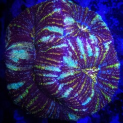 Acan