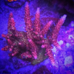 Tiny Polyp