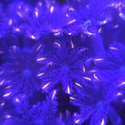 Pink Clove Polyps