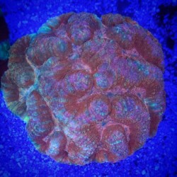 Symphyllia