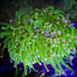 green stem pink tip torches