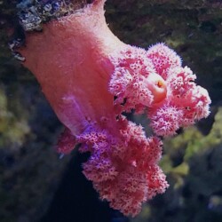 Strawberry Nepthea