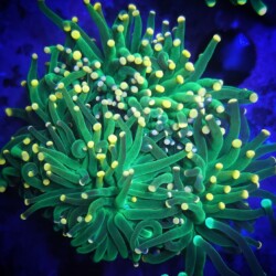 Euphyllia