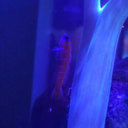 little Catalina Goby